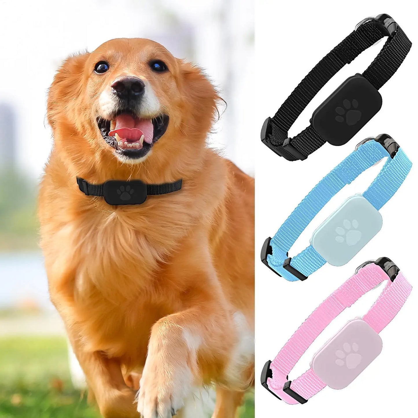 Kitten GPS Tracking Collar