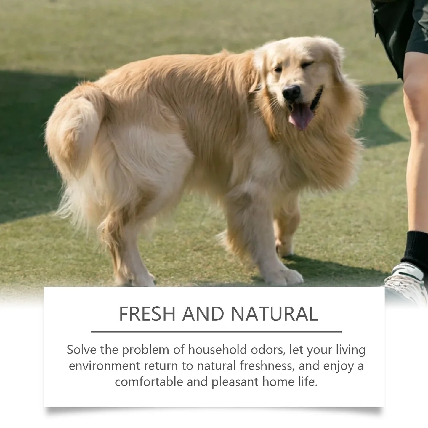 Coconut Scent Pet Deodorization Spray for Dogs and Cats Eliminating